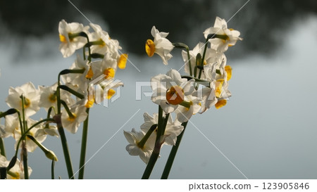 Daffodil flowers 123905846