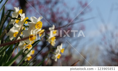 水仙花花 水仙花花 123905851