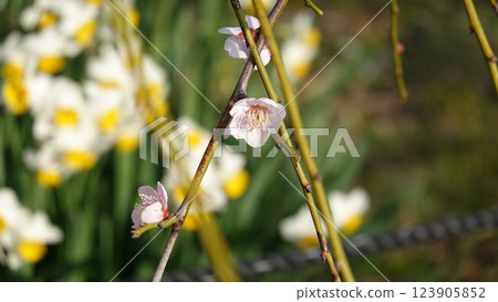 水仙花花 水仙花花 123905852