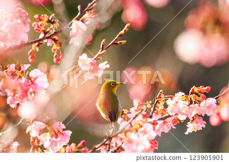 Sakura and mezzo 123905901