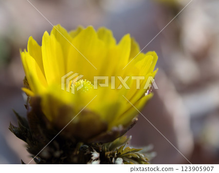 在三月寒冷的天氣裡,黃色的阿多尼斯花開始綻放 在三月寒冷的天氣裡,黃色的阿多尼斯花開始綻放 123905907