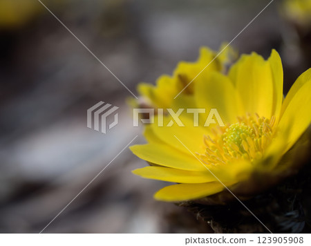 在三月寒冷的天氣裡,黃色的阿多尼斯花開始綻放 在三月寒冷的天氣裡,黃色的阿多尼斯花開始綻放 123905908