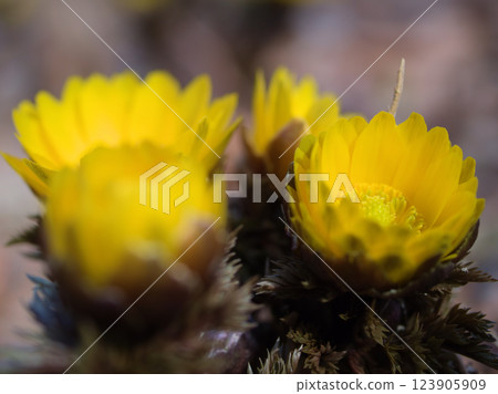 在三月寒冷的天氣裡,黃色的阿多尼斯花開始綻放 在三月寒冷的天氣裡,黃色的阿多尼斯花開始綻放 123905909