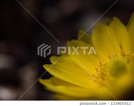 在三月寒冷的天氣裡,黃色的阿多尼斯花開始綻放 在三月寒冷的天氣裡,黃色的阿多尼斯花開始綻放 123905912