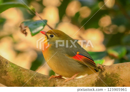 Swallowtail 123905961