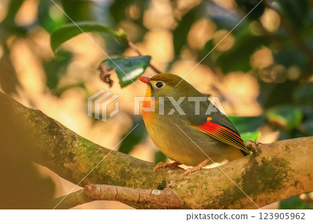 Swallowtail 123905962