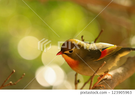 Swallowtail 123905963