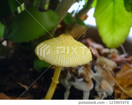 生長在鍋裡的黃色蘑菇 生長在鍋裡的黃色蘑菇 123905978