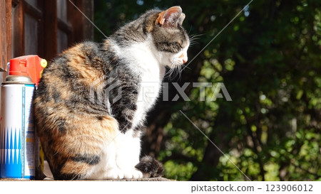 Grasshopper 123906012