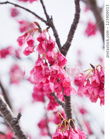 Kanhizakura Hikanzakura 123906013