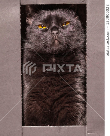 funny black cat with half-open eyes narrows its gaze, creating playful and mischievous expression. captures cat's unique personality and charm, perfect for themes of humor, pets, and feline antics.  123906028