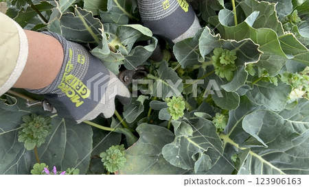 A woman harvesting broccoli grown in a field 123906163