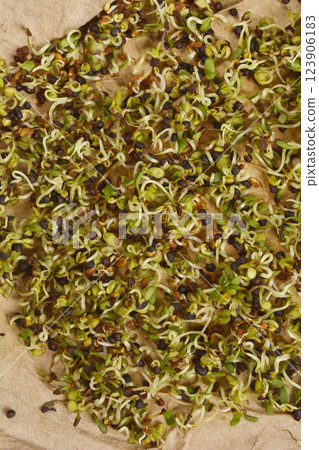 Alfalfa and broccoli sprouts Alfalfa and broccoli sprouts 123906183