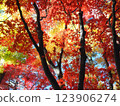 Autumn leaves of Hirin 123906274