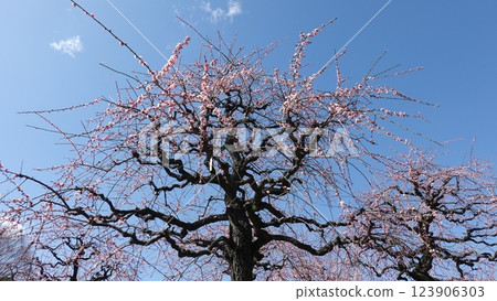 梅花告訴春天 梅花告訴春天 123906303