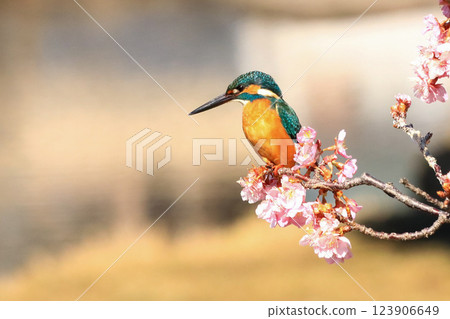 Kingfisher 123906649
