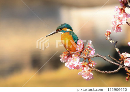 Kingfisher 123906650