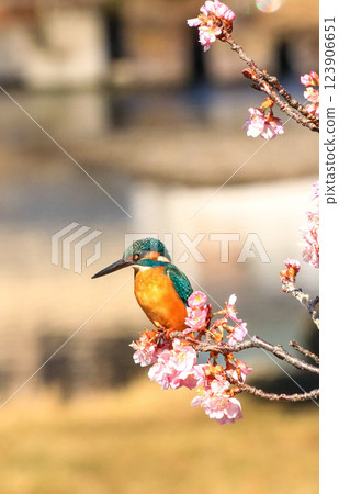 翠鳥 翠鳥 123906651