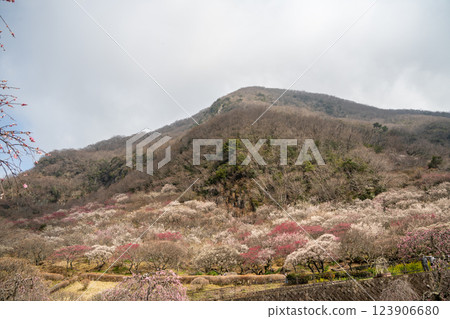 (Kanagawa) Yugawara Bairin Ume no Ue (Kanagawa) Yugawara Bairin Ume no Ue 123906680