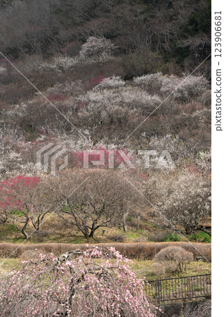 (Kanagawa) Yugawara Bairin Ume no Ue (Kanagawa) Yugawara Bairin Ume no Ue 123906681