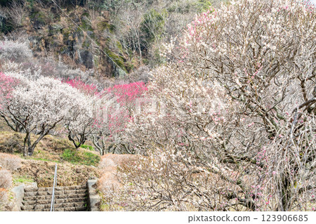 (Kanagawa) Yugawara Bairin Ume no Ue 123906685