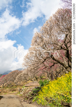 (Kanagawa) Yugawara Bairin Ume no Ue (Kanagawa) Yugawara Bairin Ume no Ue 123906690
