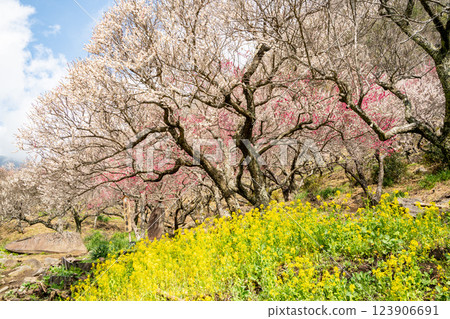 (Kanagawa) Yugawara Bairin Ume no Ue (Kanagawa) Yugawara Bairin Ume no Ue 123906691