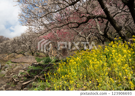 (Kanagawa) Yugawara Bairin Ume no Ue (Kanagawa) Yugawara Bairin Ume no Ue 123906693