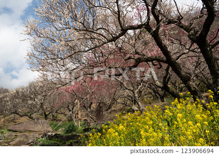 （神奈川縣）湯河原bairin梅之上 123906694
