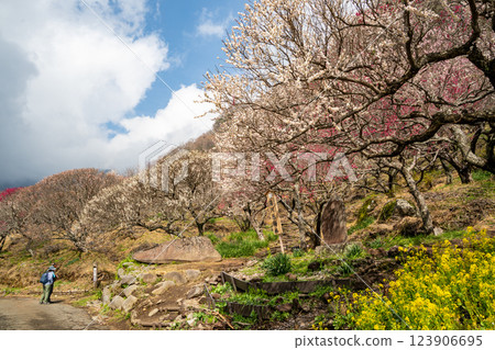 (Kanagawa) Yugawara Bairin Ume no Ue (Kanagawa) Yugawara Bairin Ume no Ue 123906695