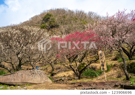 (Kanagawa) Yugawara Bairin Ume no Ue (Kanagawa) Yugawara Bairin Ume no Ue 123906696
