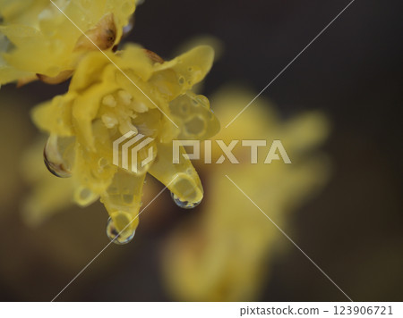 雨季三月，花朵盛開的相思樹 123906721