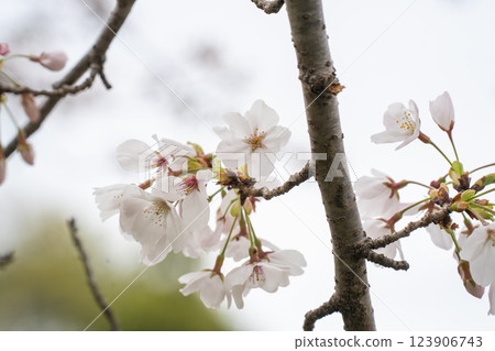 Beautiful cherry blossoms 123906743