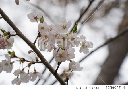 Yoshino cherry tree in full bloom 123906744