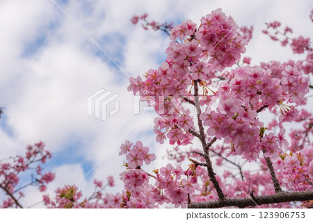 Kawazu cherry blossoms in full bloom, beautiful pink petals, Ooi Yumeno Sato Kawazu cherry blossoms in full bloom, beautiful pink petals, Ooi Yumeno Sato 123906753