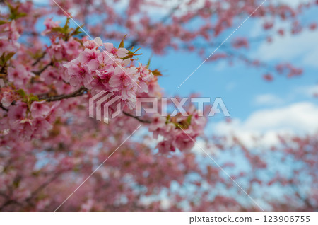 Kawazu cherry blossoms in full bloom, beautiful pink petals, Ooi Yumeno Sato Kawazu cherry blossoms in full bloom, beautiful pink petals, Ooi Yumeno Sato 123906755