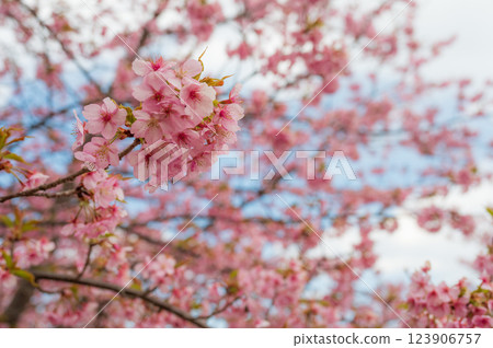 Kawazu cherry blossoms in full bloom, beautiful pink petals, Ooi Yumeno Sato 123906757