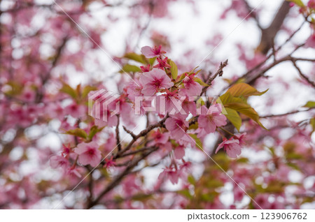 Kawazu cherry blossoms in full bloom, beautiful pink petals, Ooi Yumeno Sato 123906762