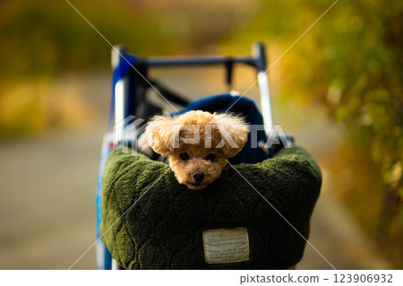 Chin-resting toy poodle 123906932