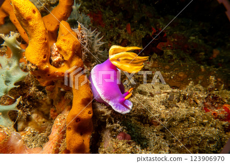A beautiful and colorful nudibranch in purple and yellow in a strong current. Hypselodoris apolegma A beautiful and colorful nudibranch in purple and yellow in a strong current. Hypselodoris apolegma 123906970