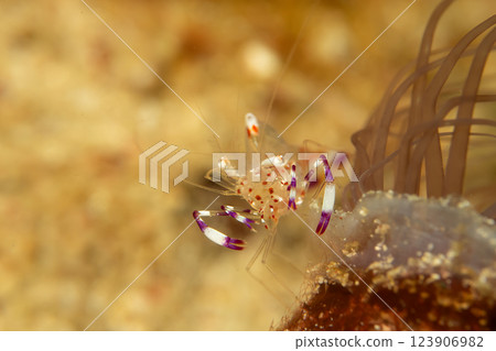 A super macro photo of a Holthuis cleaner shrimp, Ancylomenes holthuisi A super macro photo of a Holthuis cleaner shrimp, Ancylomenes holthuisi 123906982