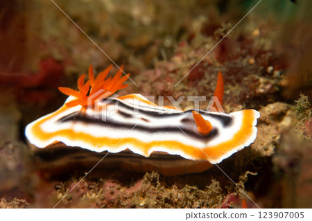A close-up picture of a beautiful nudibranch, Magnificent Chromodoris, or Chromodoris magnifica 123907005