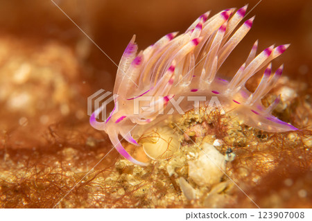 A beautiful sea slug in purple and white color. Nudibranch Flabellina in a tropical coral reef 123907008