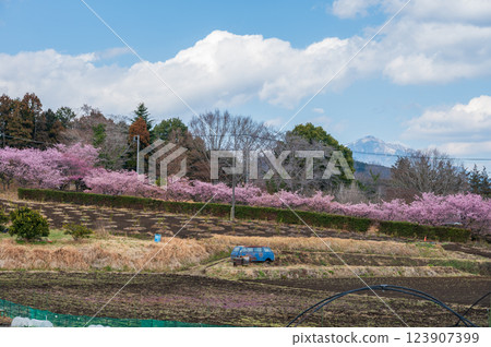 Kawazu cherry blossom trees blooming in Oimachi village Kawazu cherry blossom trees blooming in Oimachi village 123907399
