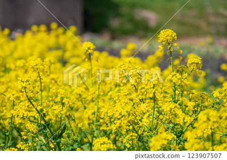 油菜田：一片黃色的花叢 123907507