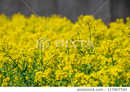 油菜田：一片黃色的花叢 123907509
