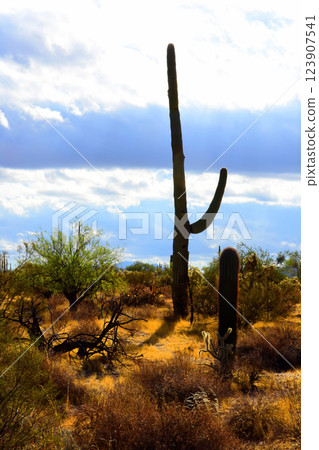 Landscape Sonora Desert Arizona Landscape Sonora Desert Arizona 123907541