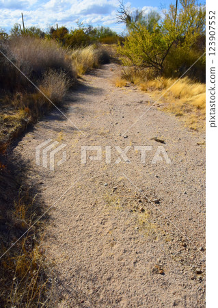 Arizona Desert Arroyo 123907552