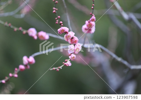 Beautifully maintained plum blossoms Beautifully maintained plum blossoms 123907598