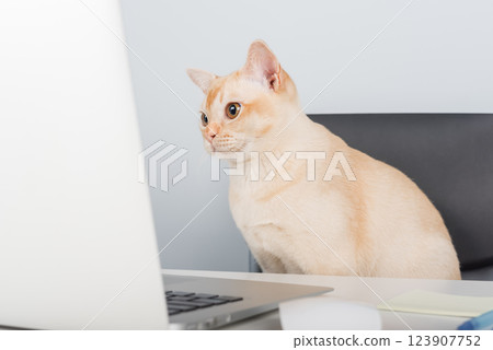 Burmese cat sitting at laptop indoors. Burmese cat sitting at laptop indoors. 123907752
